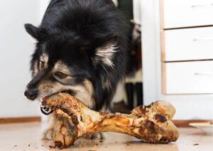czy pies może jeść kości