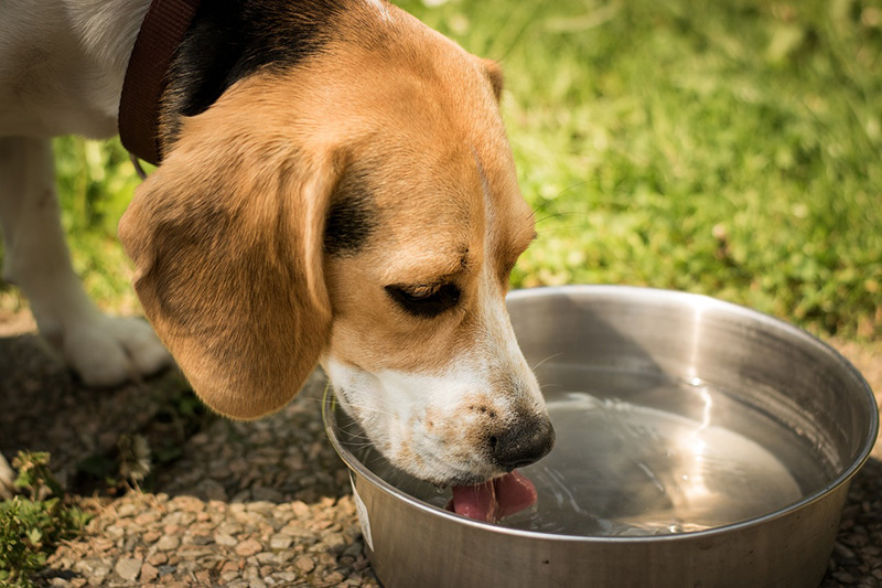 Która miska dla psa jest lepsza metalowa, plastikowa czy ceramiczna?