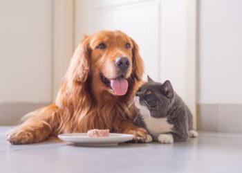 wszystko o białku w diecie psa i kota