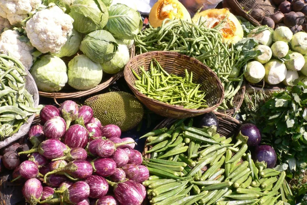 pies na diecie wegetariańskiej, warzywa, białko roślinne dla psa