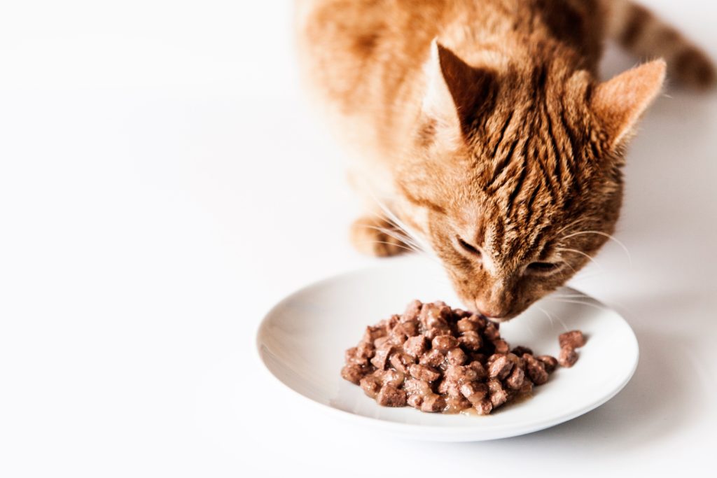 Ile białka powinna mieć karma dla psa i kota?