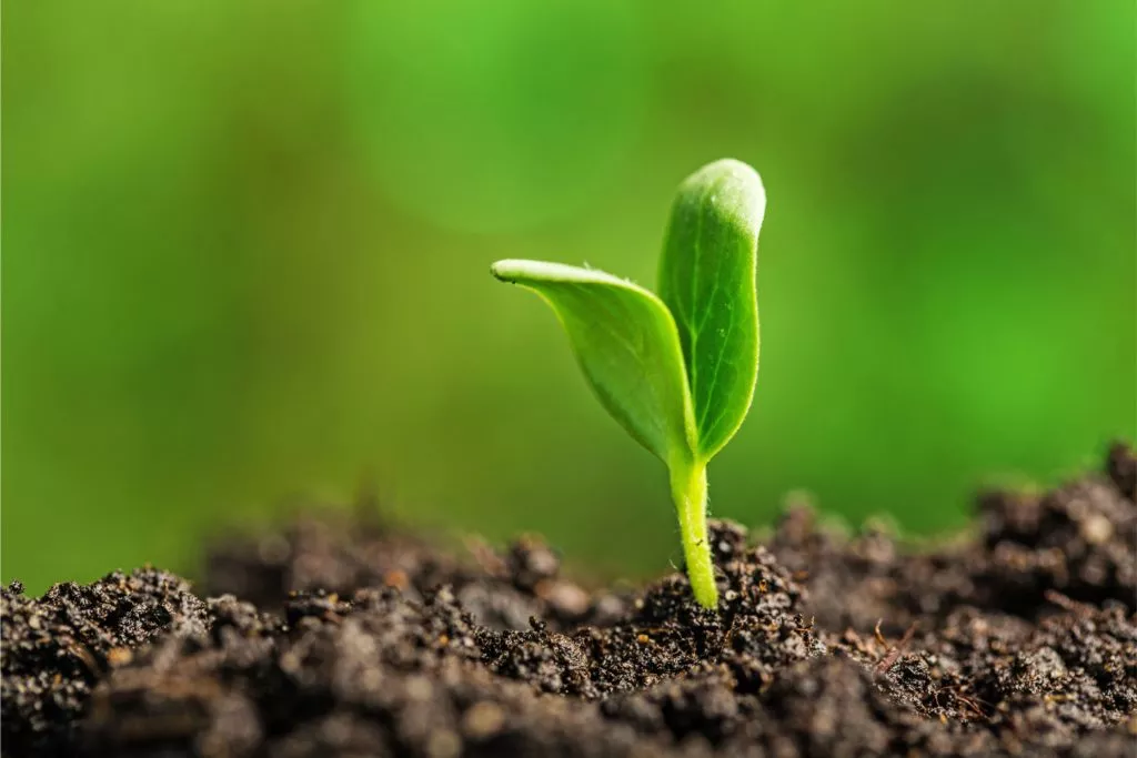 roślinka w środowisku a nadmiar białka w diecie psa