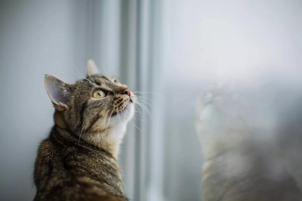 strawność białka roślinnego przez kota