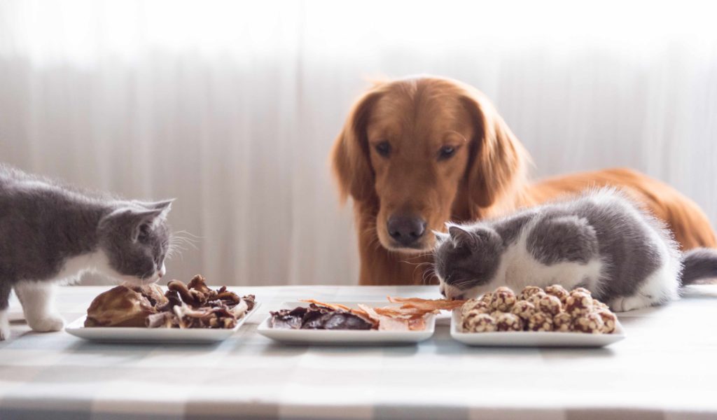 strawność w diecie psa i kota