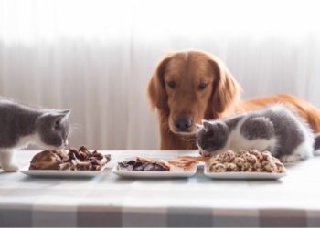 strawność w diecie psa i kota