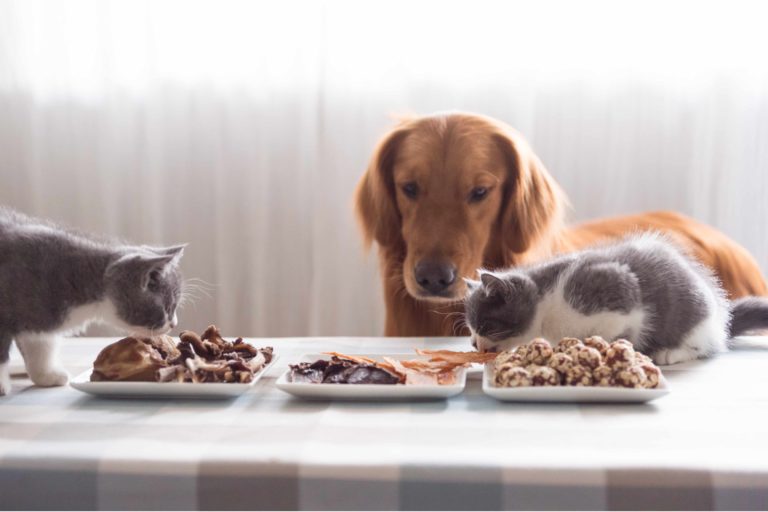 Czym jest strawność pokarmu w diecie psa i kota?