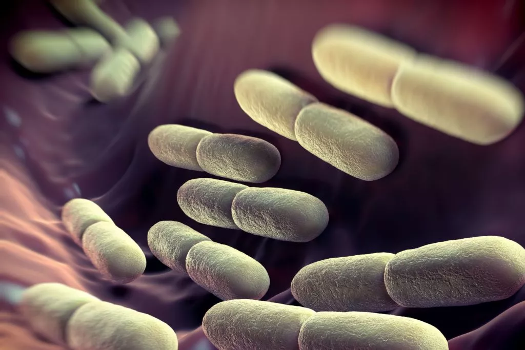 Bakterie w przewodzie pokarmowym psa