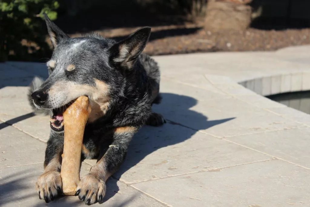 kości dla psa, czego nie może jeść pies