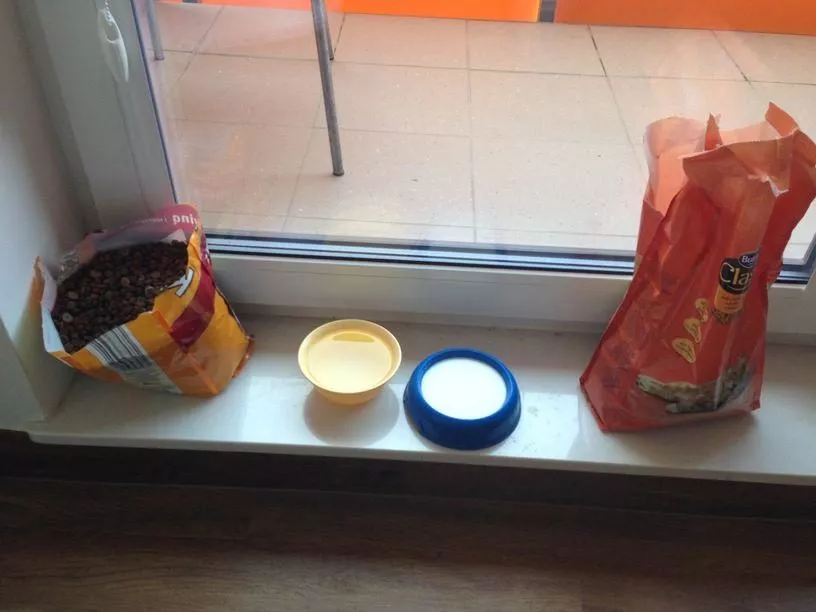 jak przechowywać karmę dla psa