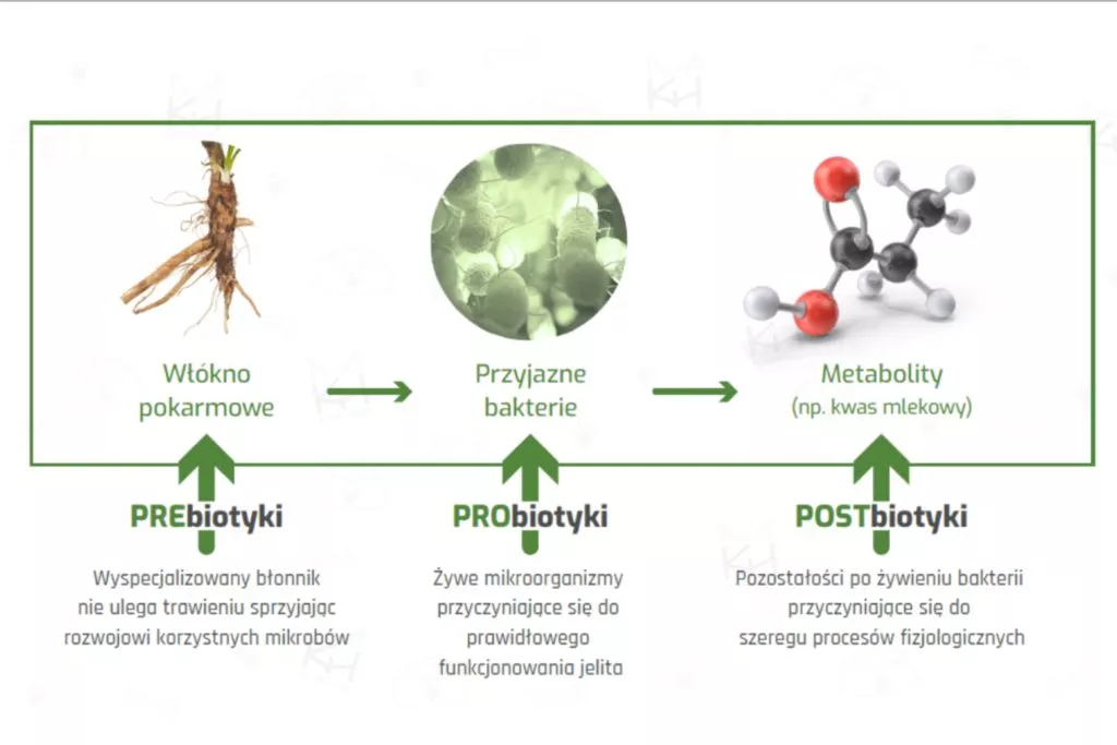 probiotyki i prebiotyki
