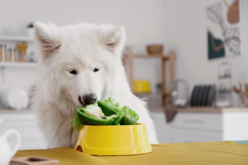 Włókno pokarmowe w diecie psa