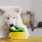 Włókno pokarmowe w diecie psa