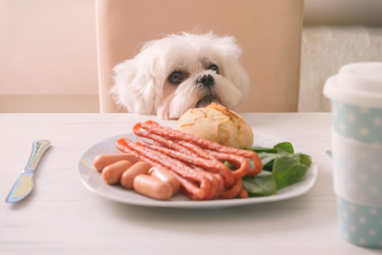 Dlaczego karmienie psa ze stołu jest złe? Zmiany w diecie psa