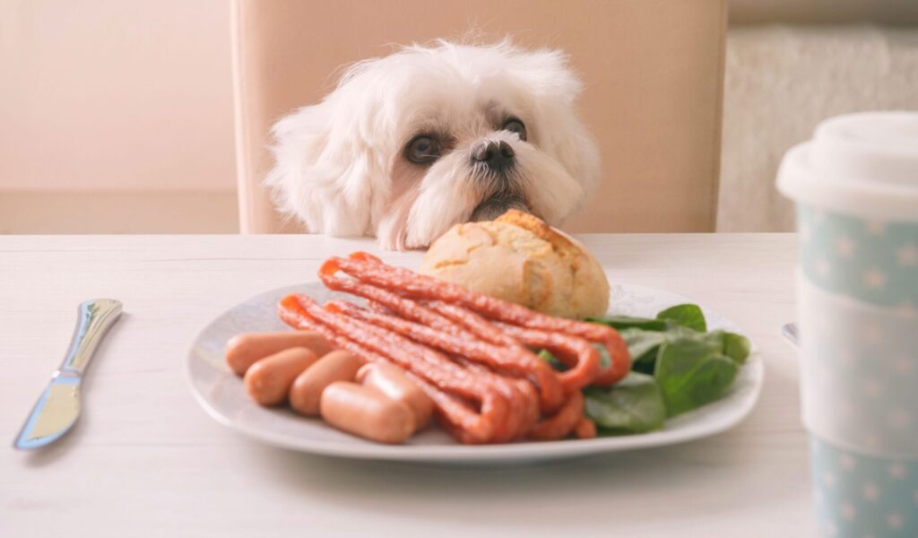 karmienie psa ze stołu