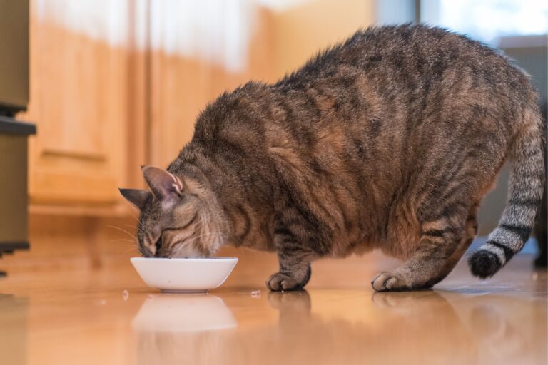 Polifagia u kota. Dlaczego kot jest wiecznie głodny?