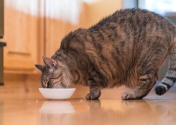 polifagia u kota wiecznie głodny kot