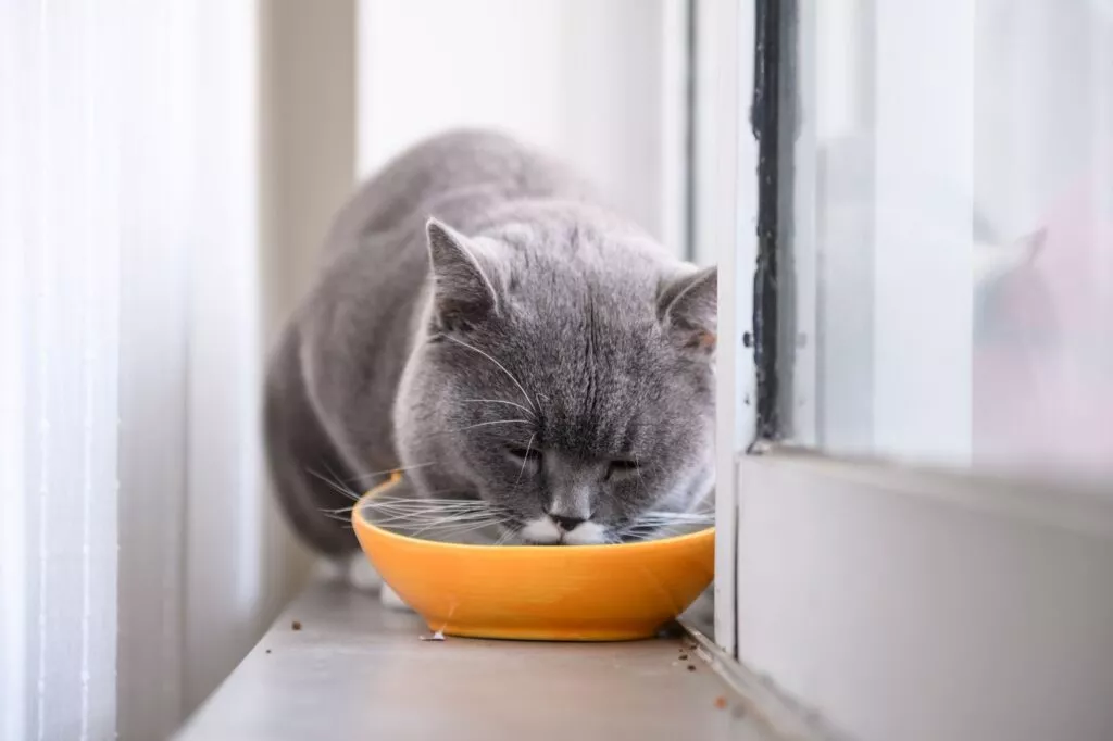 czy koty mogą pić mleko