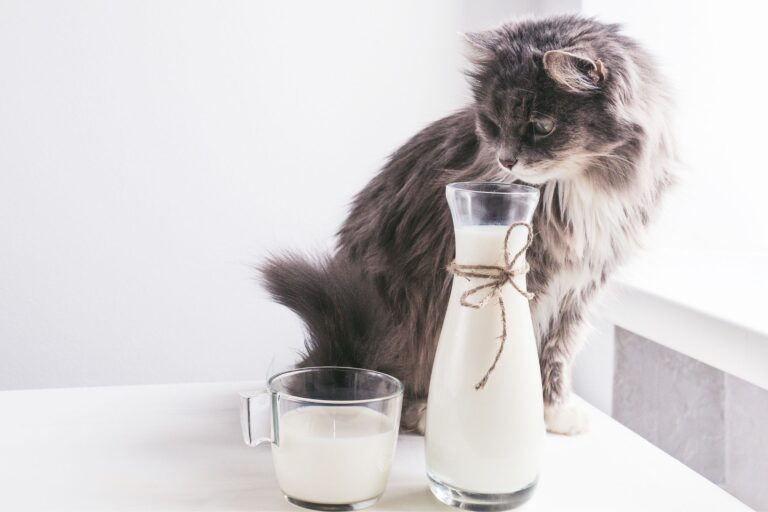 Mleko dla kota? Czy koty mogą pić mleko?