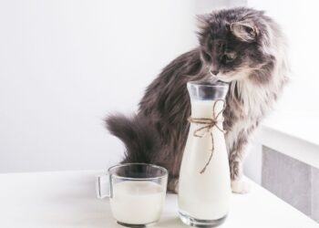 mleko dla kota czy koty moga pić mleko