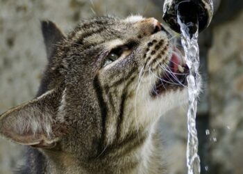 jaka woda do picia dla kota
