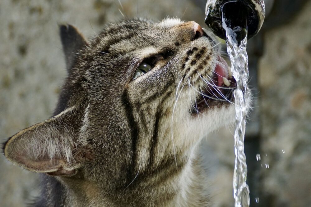 jaka woda do picia dla kota