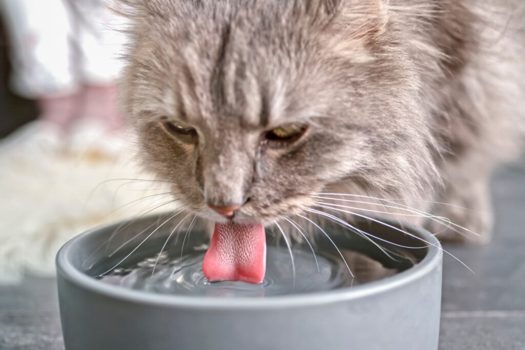 woda dla kota do picia