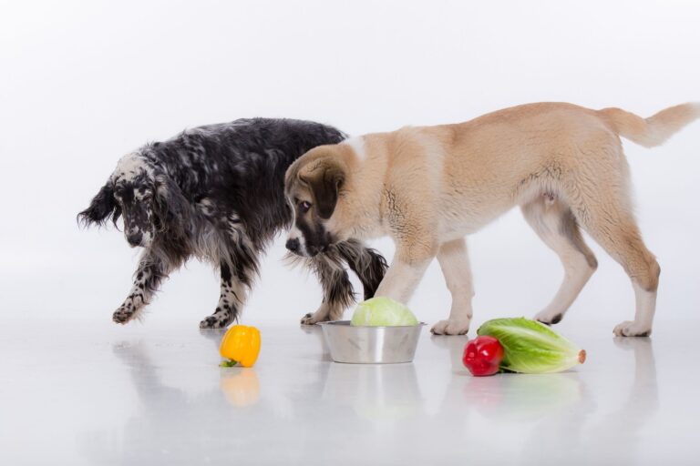 Psy na diecie wegańskiej są zdrowsze? Analizujemy najnowsze badania