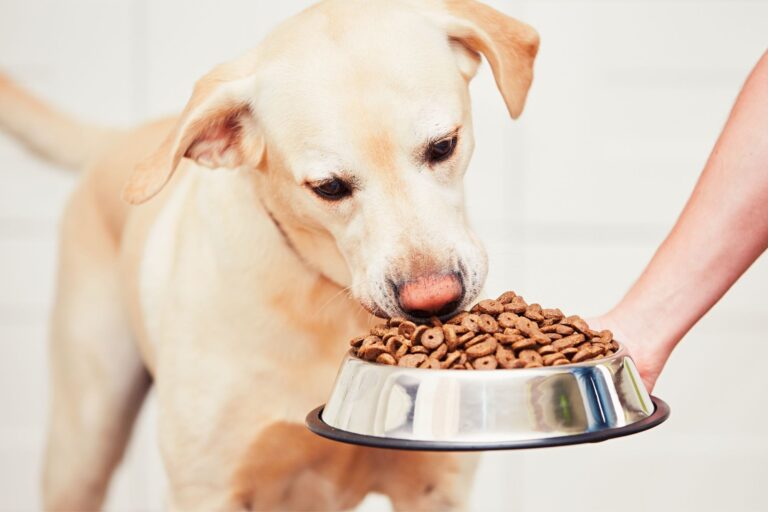 Jak często karmić psa? Ile razy dziennie powinien jeść pies?