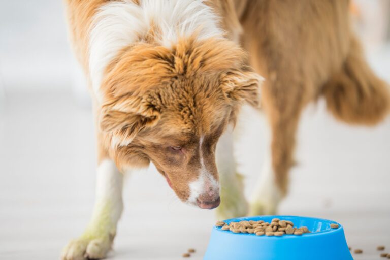 Czym karmić psa? Porównanie metod żywienia: karmy suche, gotowane i surowe