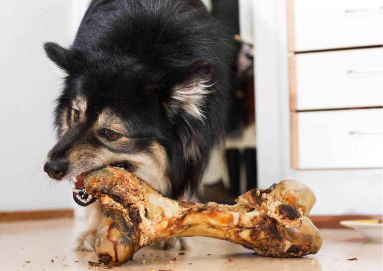 Czy pies może jeść kości? Odwieczny dylemat psiarzy