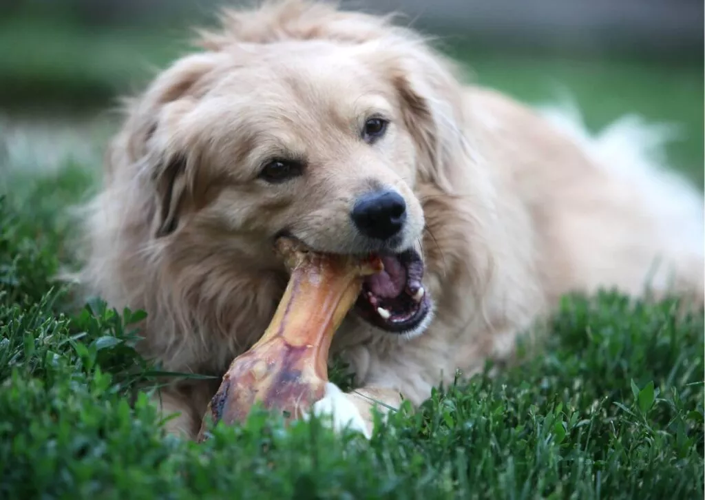czy pies może jeść kości