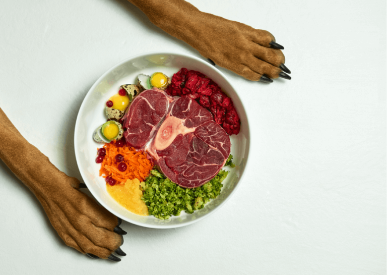 Surowe mięso dla psa – czy karmienie psa surowym mięsem jest bezpieczne?