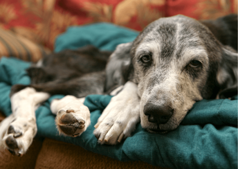 Pies senior – jak dbać o starszego psa?