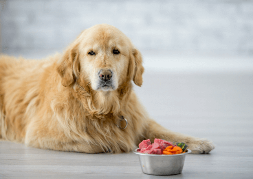 Starszy pies z miską-żywienie psa seniora