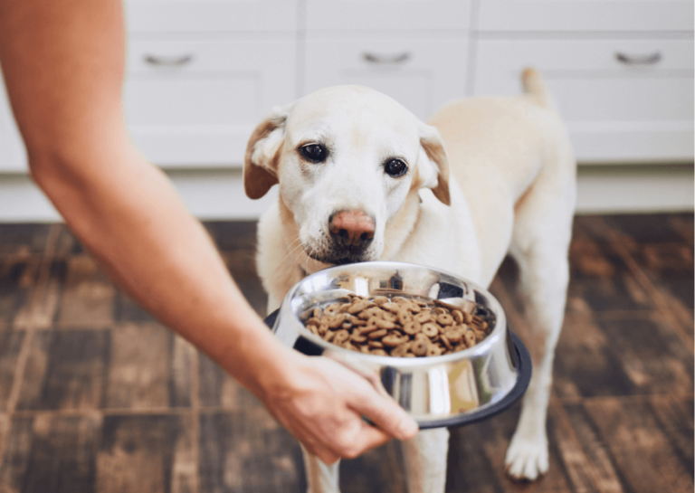 Żywienie psa seniora – czym karmić starszego psa?