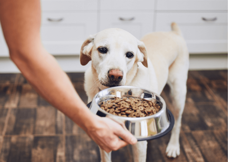 Starszy pies z miską-żywienie psa seniora