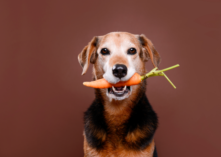 Źródła węglowodanów w diecie gotowanej dla psów
