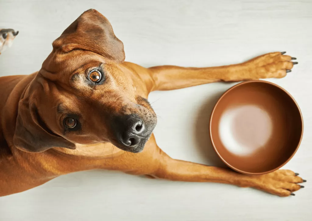 czy urozmaicać dietę psu?