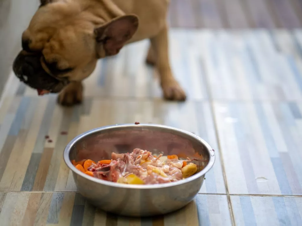 pies na diecie domowej