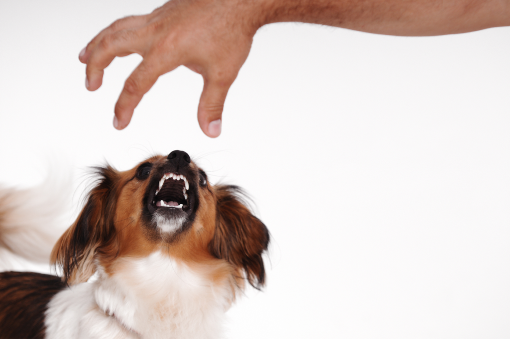 zachowania agresywne psów