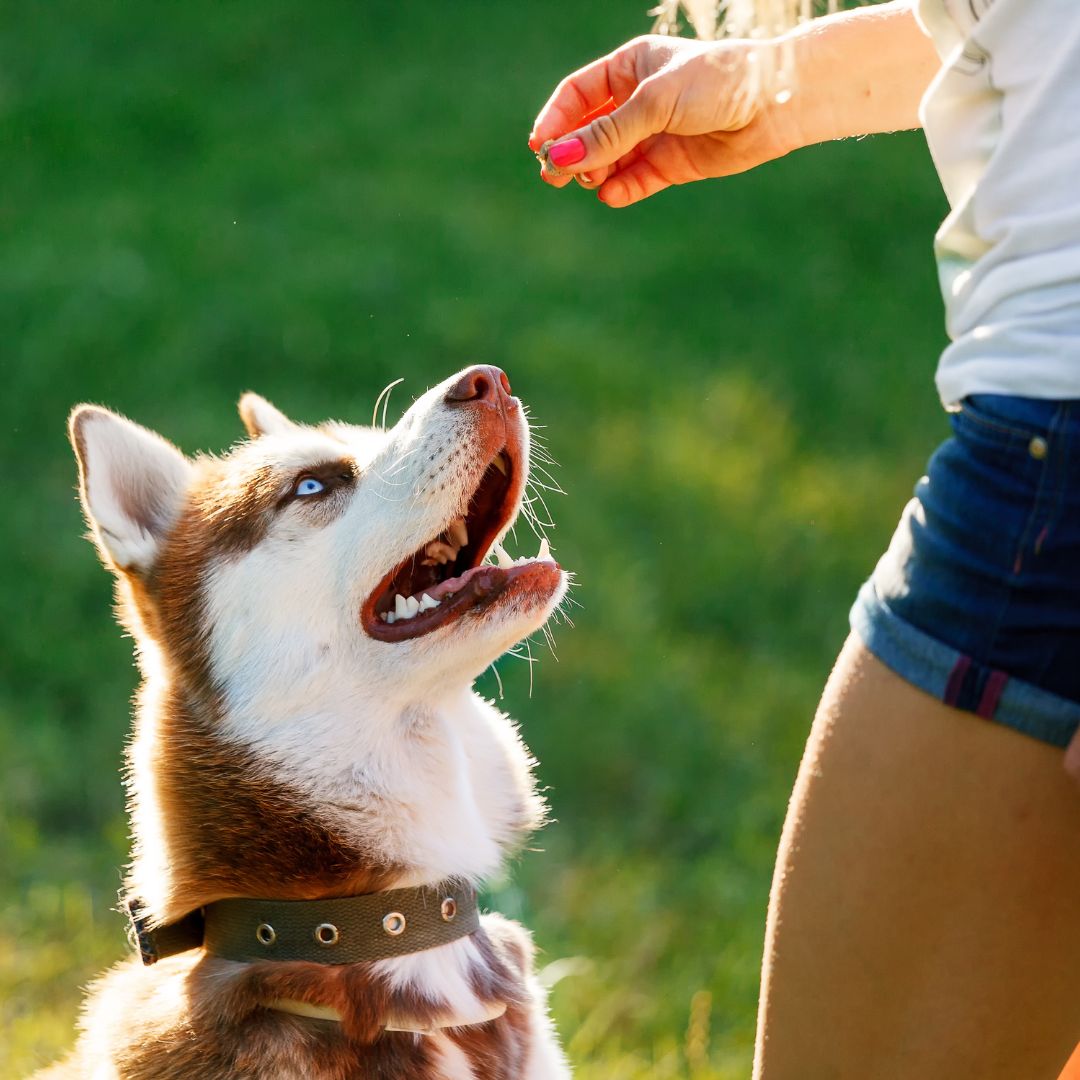 kurs psi behawiorysta żywienie psów
