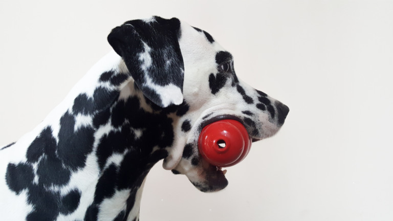 Interaktywne karmienie psa. Na czym polega i jak je wprowadzić?