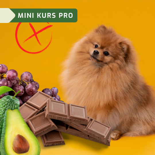 Substancje antyżywieniowe i toksyczne dla psów