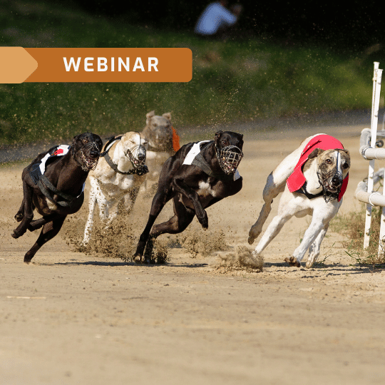 Wykorzystanie jedzenia w fizjoterapii psa sportowego